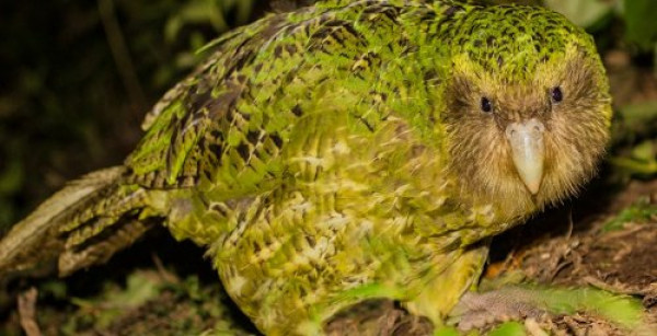 KAKAPO, il pappagallo più grande (e goffo) del mondo in via di estinzione