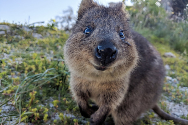 Quokka, l’animale più felice del mondo!